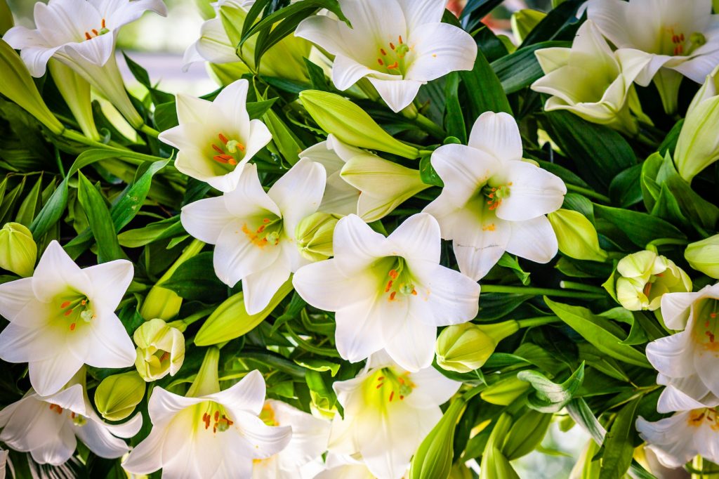 Bouquet of white lilies. Beautiful white lilies