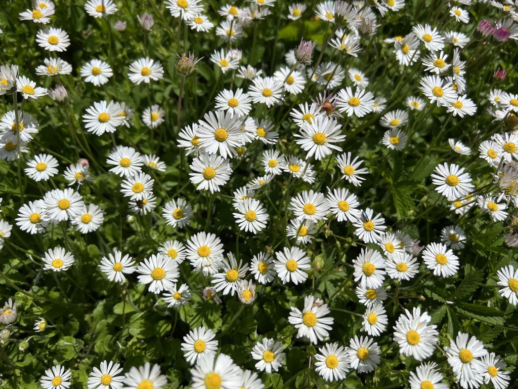 Daisies