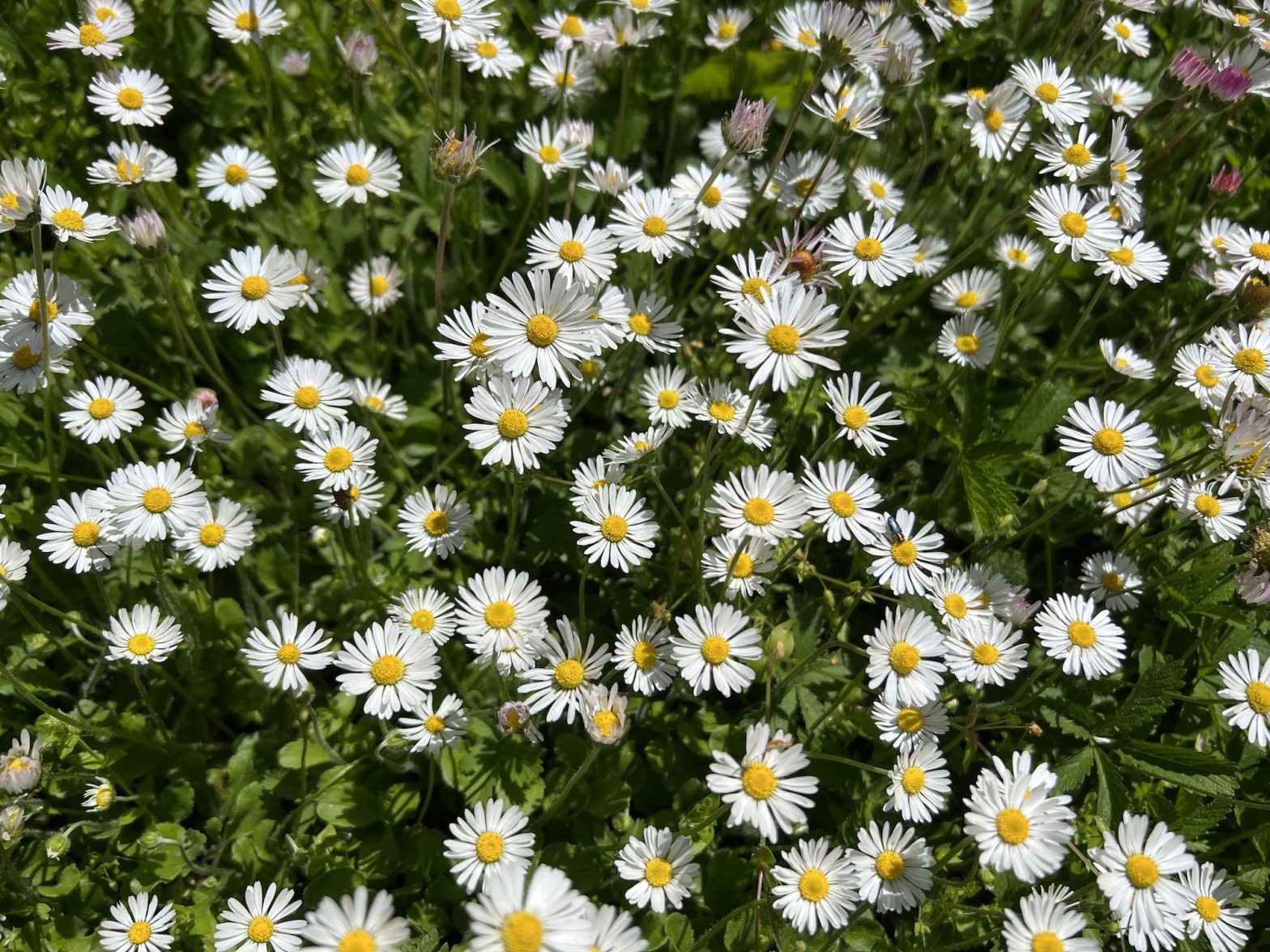 The Top 5 Most Popular Flowers and Their Meanings Harrison Florists