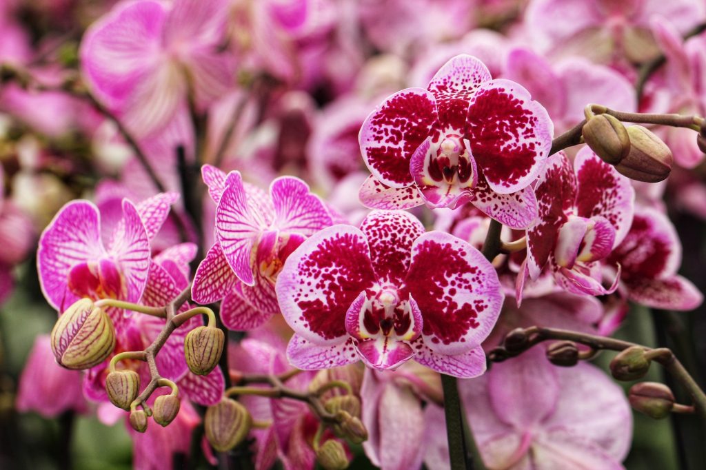 The Language of Flowers: What Your Bouquet is Saying The Language of Flowers: What Your Bouquet is Saying