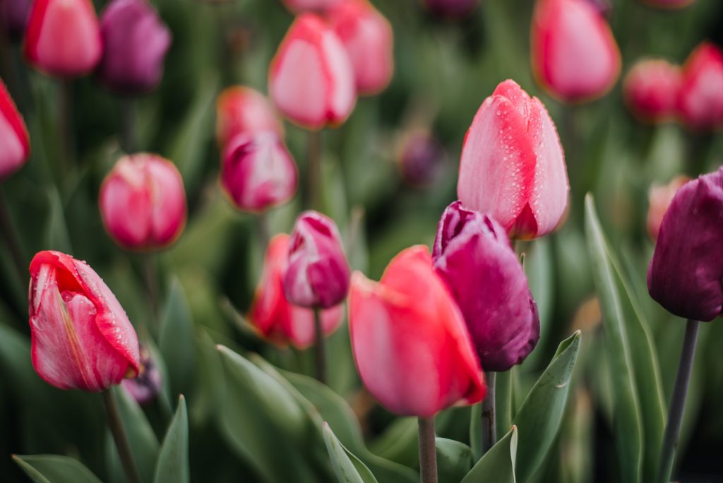 Tulips