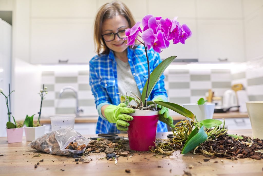 The Different Types of Orchids and How to Care for Them