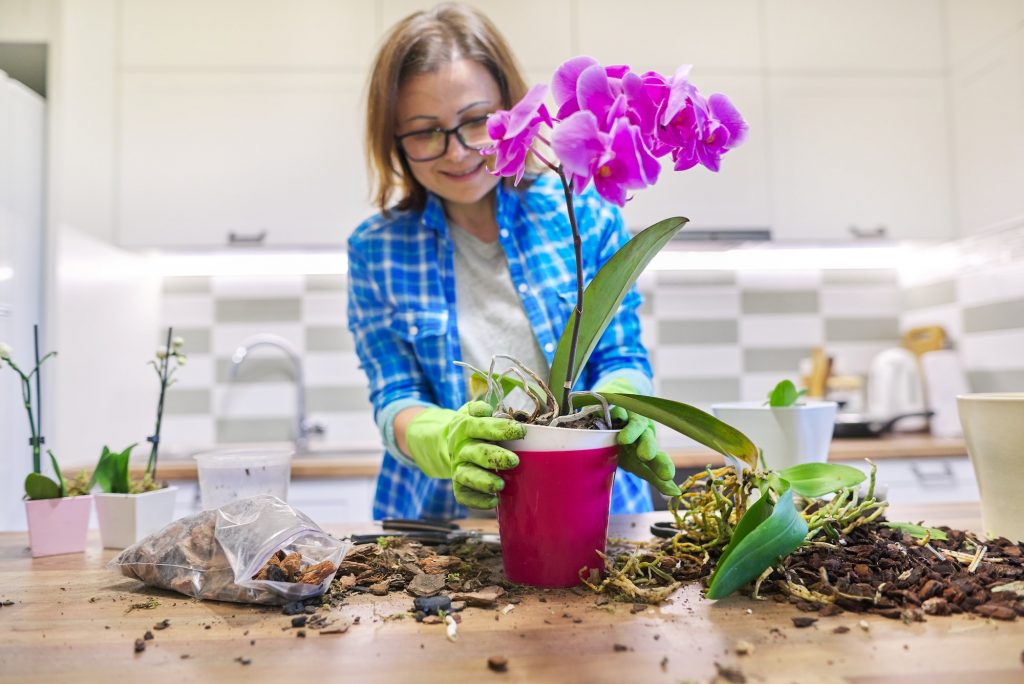 The Different Types of Orchids and How to Care for Them The Different Types of Orchids and How to Care for Them